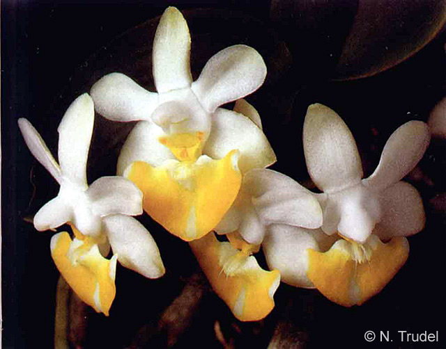 Phal. lobbii f. flavilabia