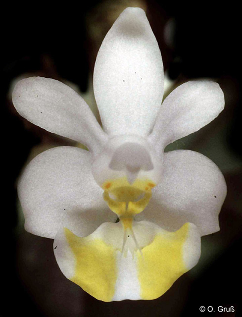 Phal. lobbii f. flavilabia