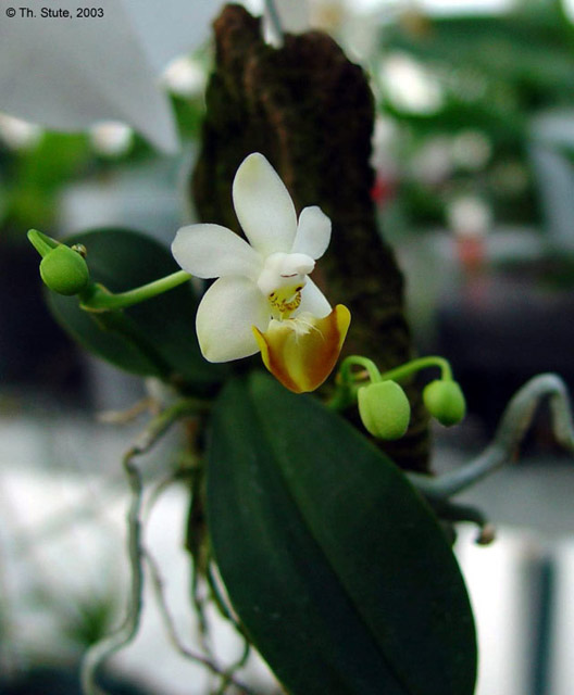 Phal. lobbii f. flava