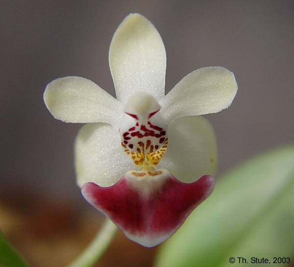 Phal. parishii