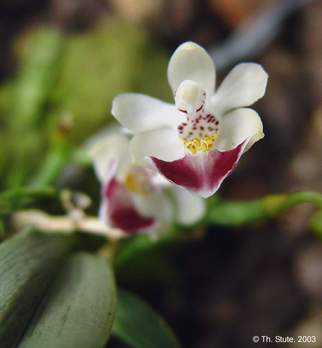 Phal. parishii