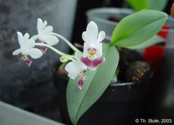 Phal. parishii