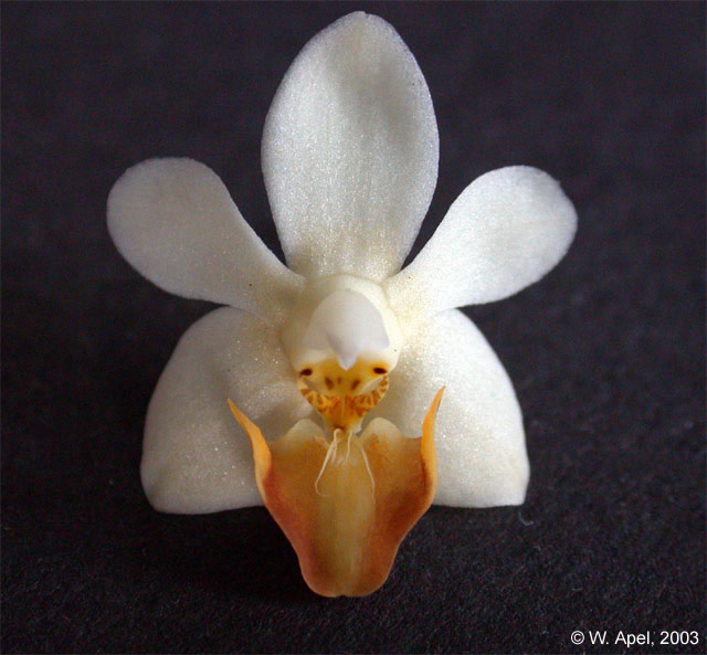 Phal. lobbii f. flava