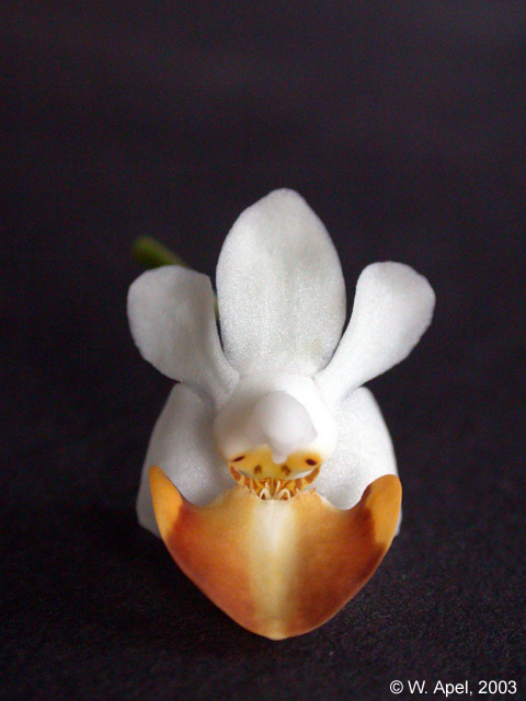Phal. lobbii f. flava