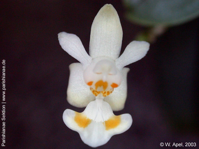 Phal. gibbosa