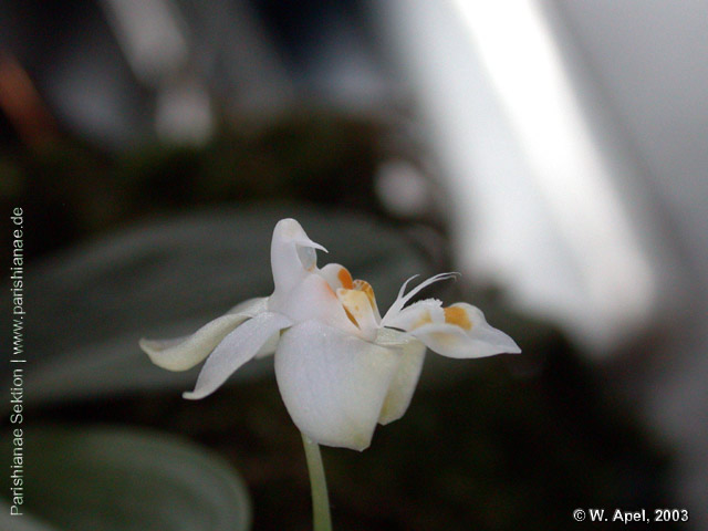 Phal. gibbosa