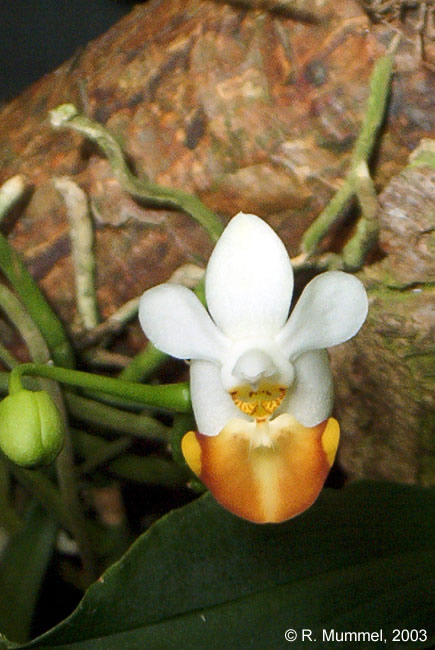 Phal. lobbii f. flava