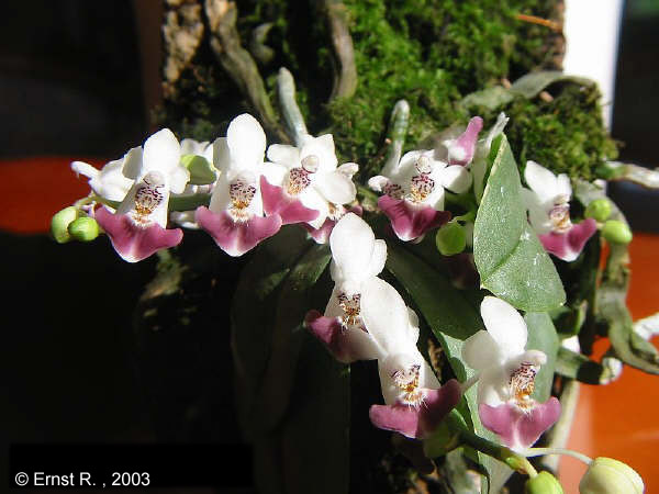 Phal. parishii