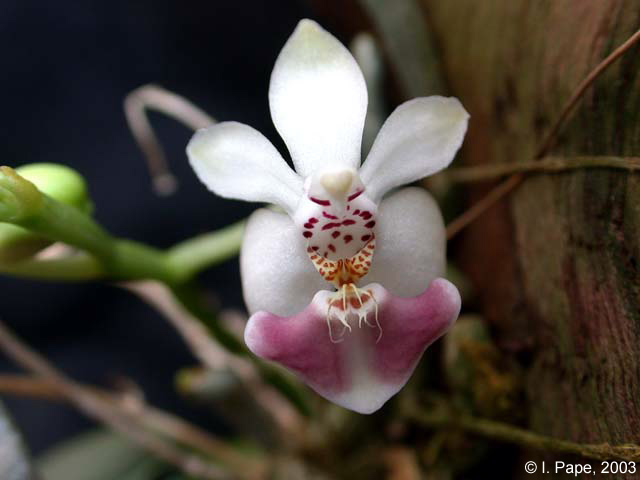 Phal. parishii