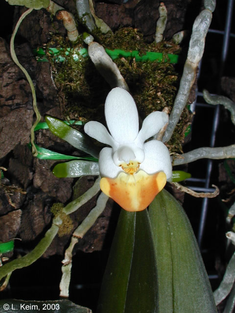 Phal. lobbii f. flava