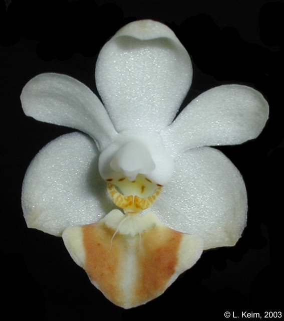 Phal. lobbii