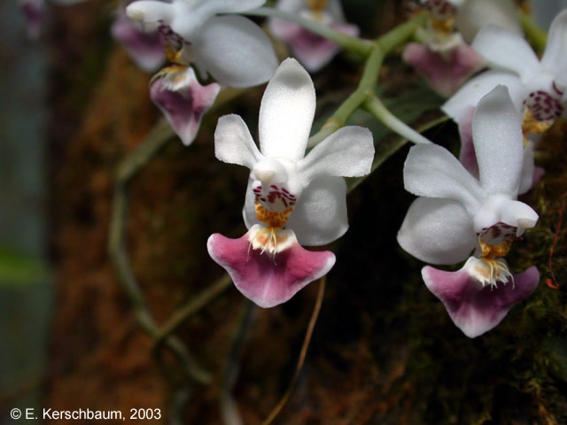 Phal. parishii