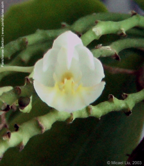 Phal. appendiculata f. alba
