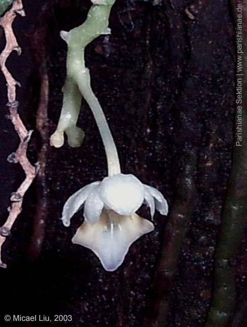 Phal. appendiculata f. alba