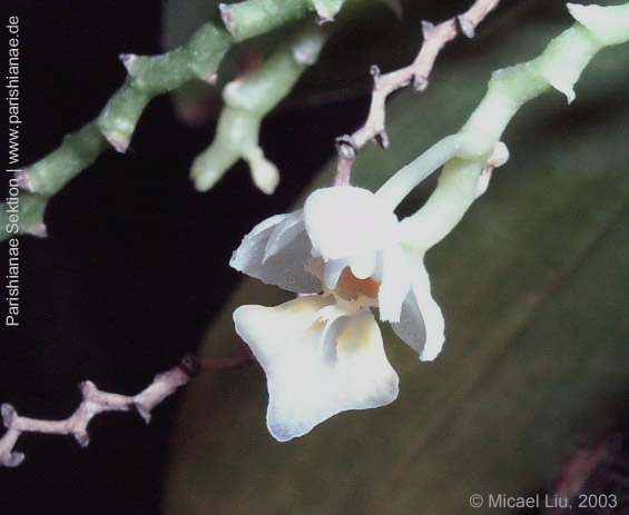 Phal. appendiculata f. alba