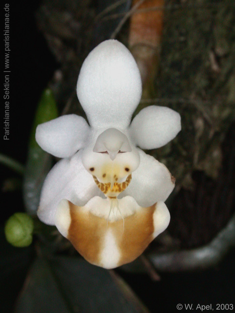 Phal. lobbii