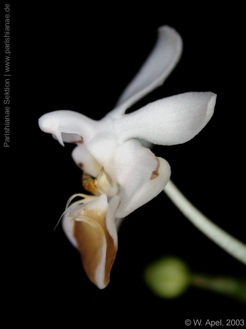 Phal. lobbii