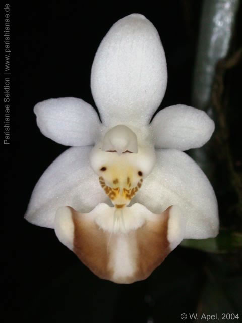 Phal. lobbii
