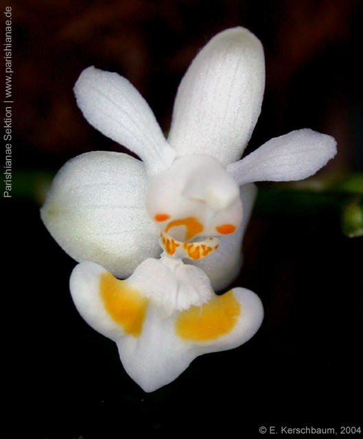Phal. gibbosa
