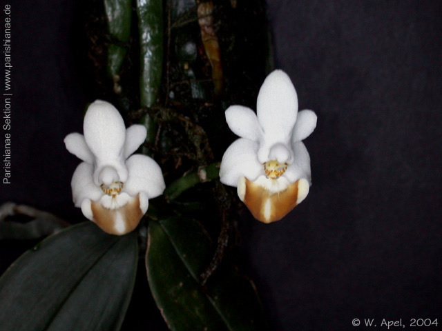 Phal. lobbii