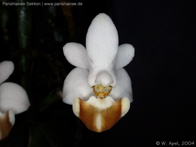 Phal. lobbii