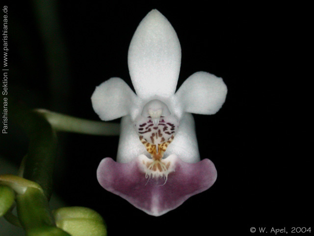 Phal. parishii