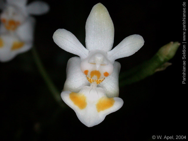 Phal. gibbosa