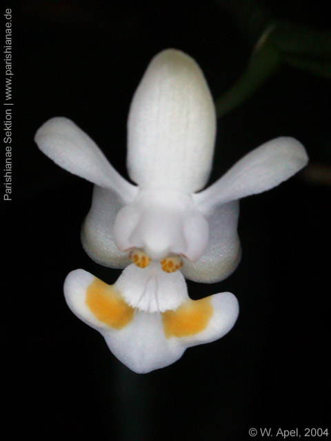 Phal. gibbosa
