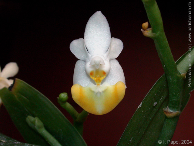 Phal. lobbii f. flavilabia