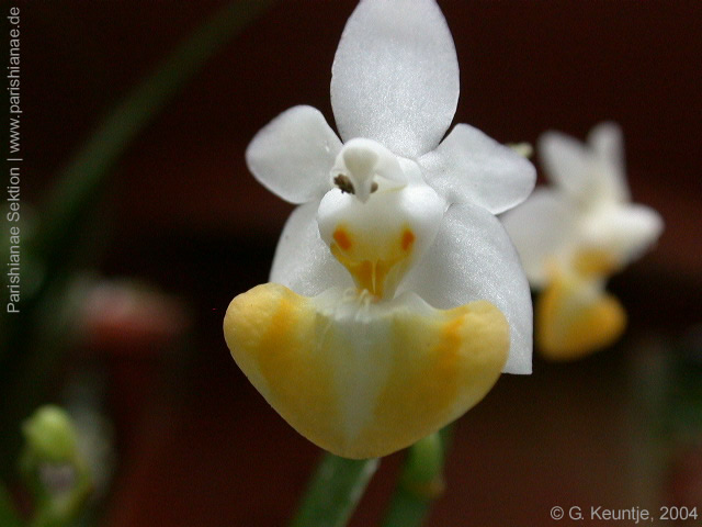 Phal. lobbii f. flavilabia