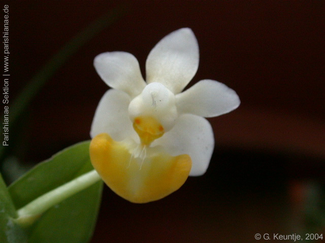 Phal. lobbii f. flavilabia