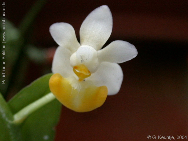 Phal. lobbii f. flavilabia