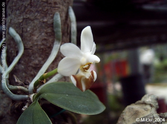 Phal. lobbii