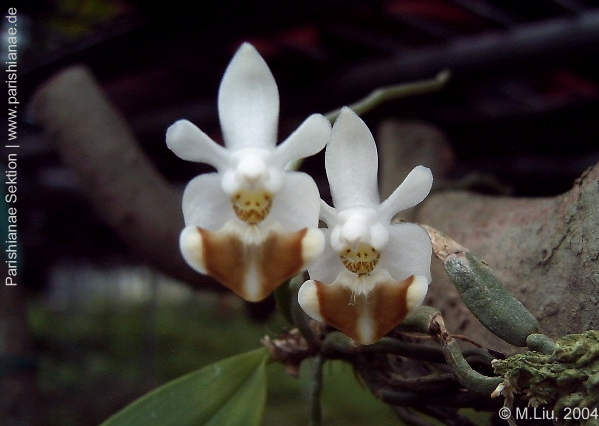 Phal. lobbii