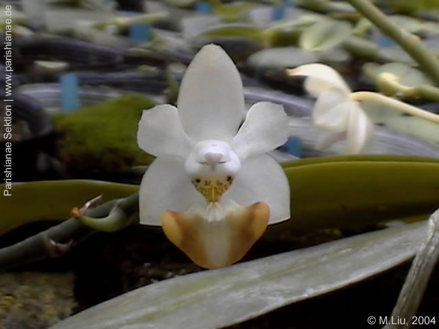 Phal. lobbii f. flava