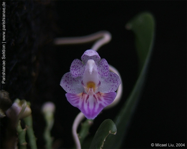 Phal. appendiculata