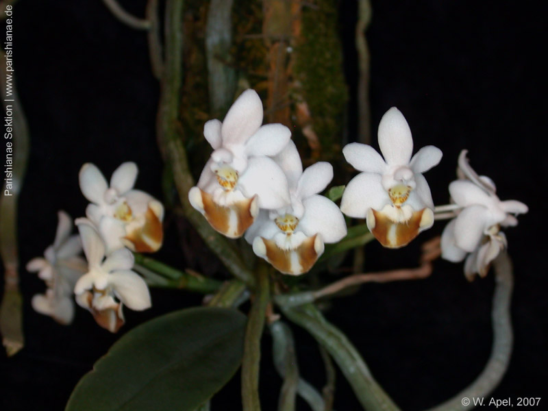 Phal. lobbii