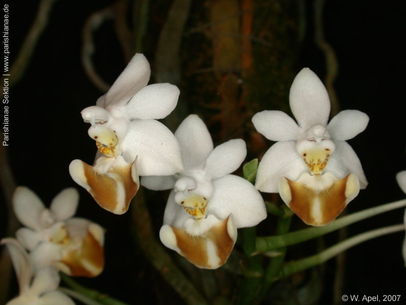 Phal. lobbii