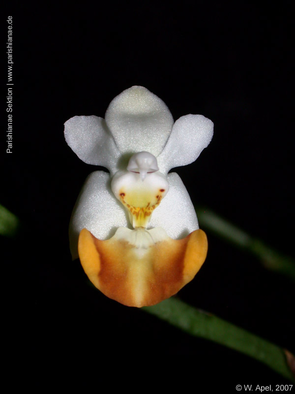 Phal. lobbii f. flava