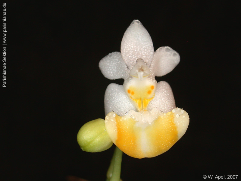 Phal. lobbii f. flavilabia
