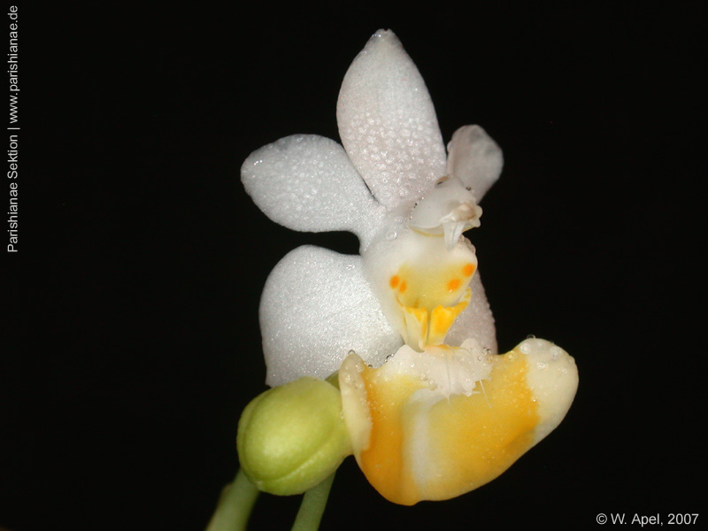 Phal. lobbii f. flavilabia