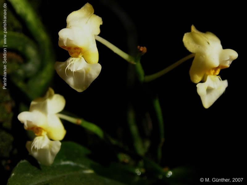 Phal. gibbosa cf alba