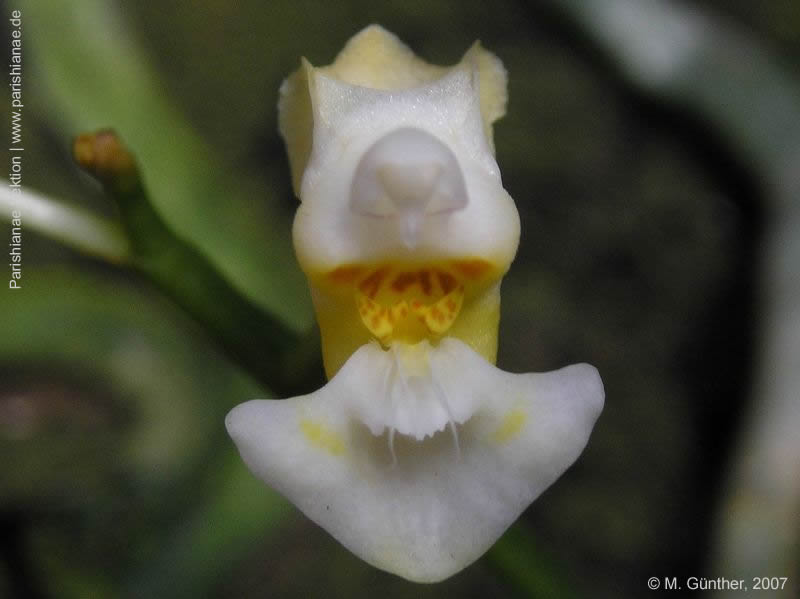 Phal. gibbosa cf alba