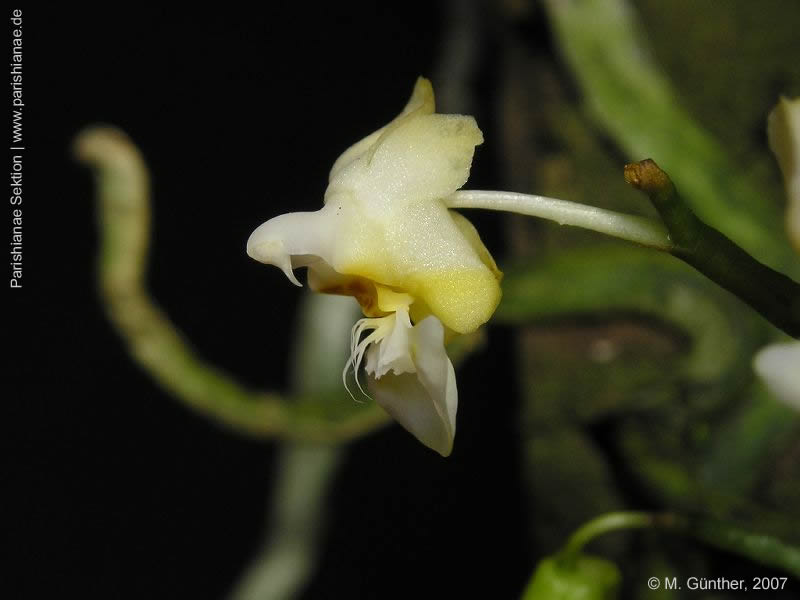 Phal. gibbosa cf. alba