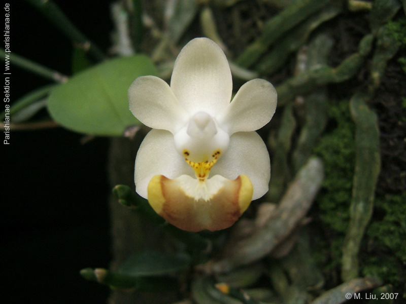 Phal. lobbii f. flava