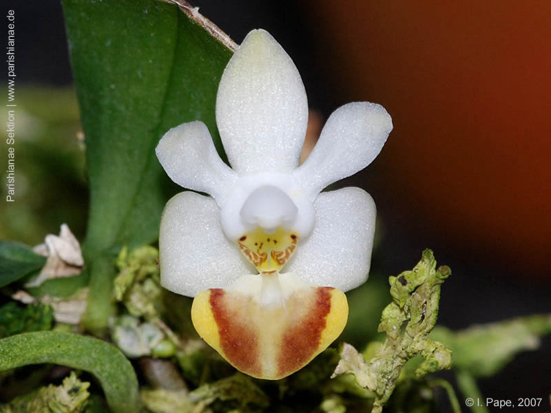 Phal. lobbii f. flava
