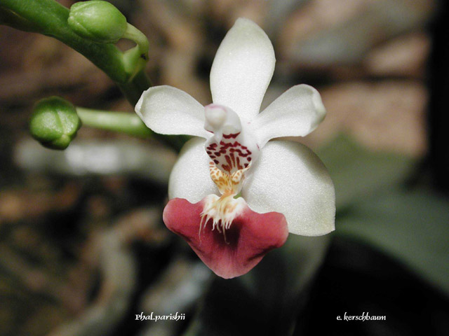 Phal. parishii