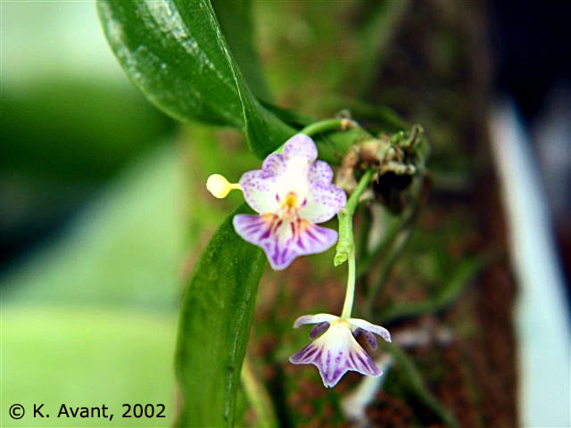 Phal. appendiculata