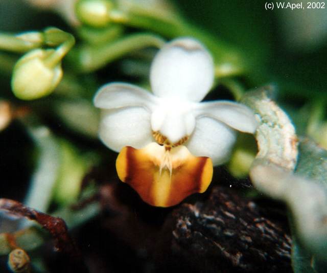 Phal. lobbii f. flava