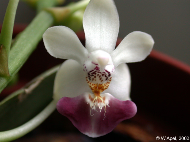 Phal. parishii